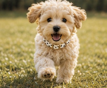 Halsband – Prickig